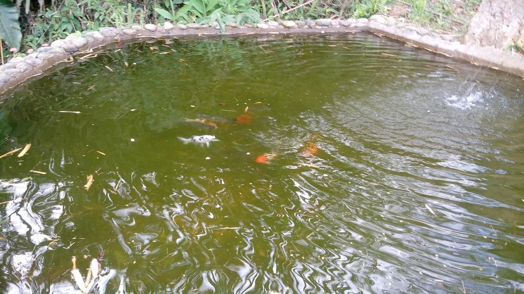 Recanto dos Pássaros - Sana Exterior foto